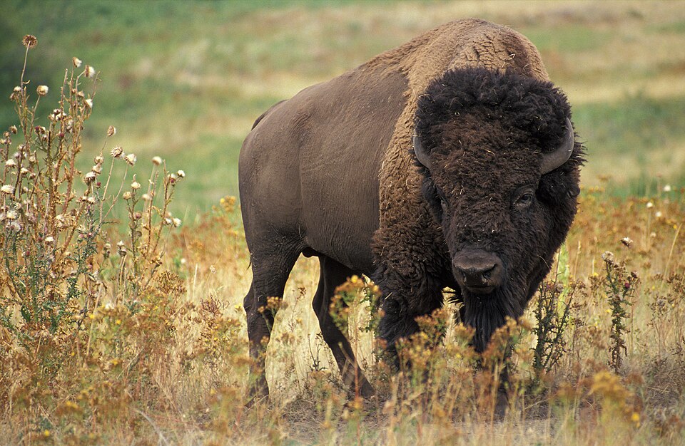 An American bison grazing on tall grasses. It has brown fur with a shaggy head and shoulders.